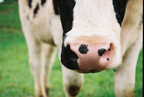 A relação entre o leite de vaca e o câncer de mama